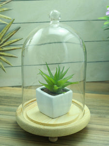 Importwala Off-White Glass Terrarium with Wooden Base